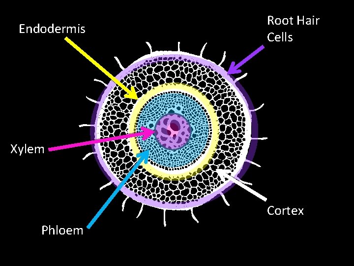 Endodermis Root Hair Cells Xylem Cortex Phloem Endodermis Root Hair Cells Xylem Cortex Phloem