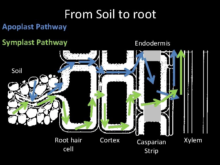 From Soil to root Apoplast Pathway Symplast Pathway Endodermis Soil Root hair cell Cortex From Soil to root Apoplast Pathway Symplast Pathway Endodermis Soil Root hair cell Cortex