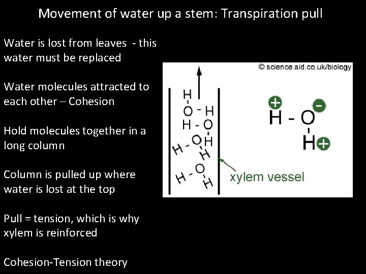 Movement of water up a stem: Transpiration pull Water is lost from leaves - Movement of water up a stem: Transpiration pull Water is lost from leaves -