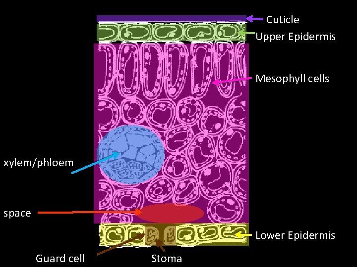 Cuticle Upper Epidermis Mesophyll cells xylem/phloem space Lower Epidermis Guard cell Stoma Cuticle Upper Epidermis Mesophyll cells xylem/phloem space Lower Epidermis Guard cell Stoma