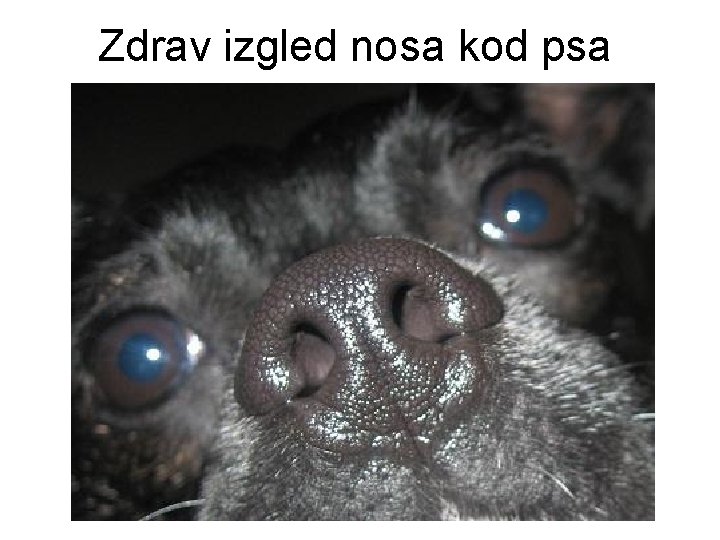 Zdrav izgled nosa kod psa 