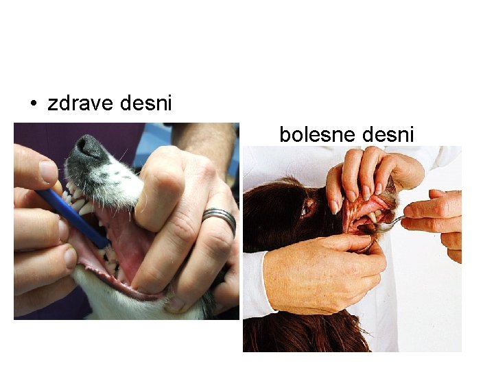  • zdrave desni • bolesne desni 