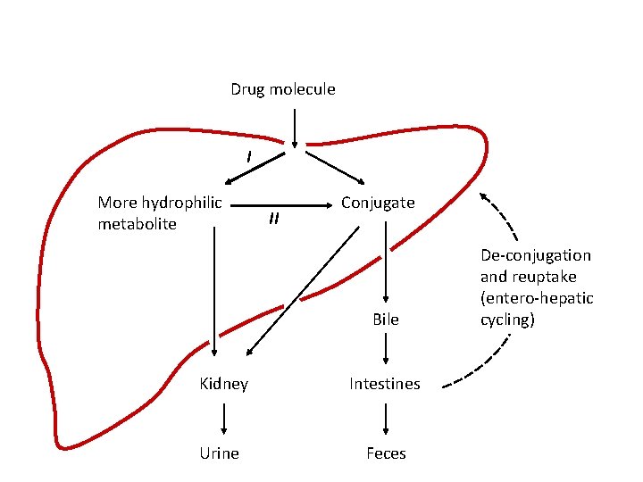 Drug molecule I More hydrophilic metabolite II Conjugate Bile Kidney Intestines Urine Feces De-conjugation