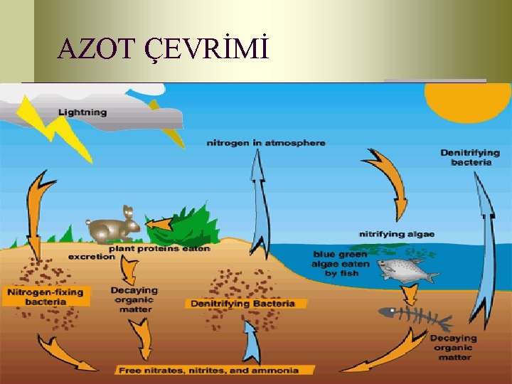 AZOT ÇEVRİMİ 