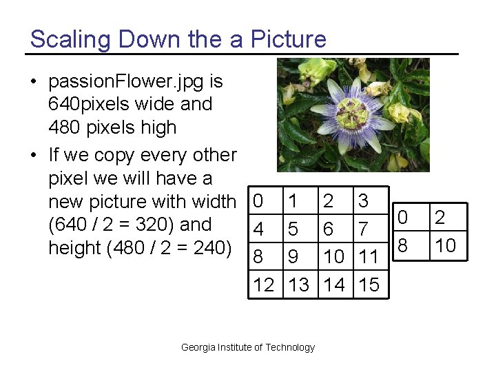 Scaling Down the a Picture • passion. Flower. jpg is 640 pixels wide and