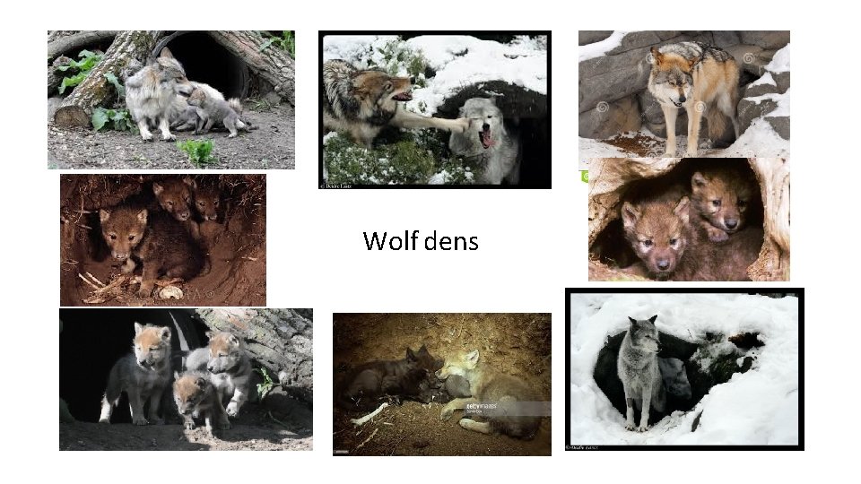 Wolf dens 