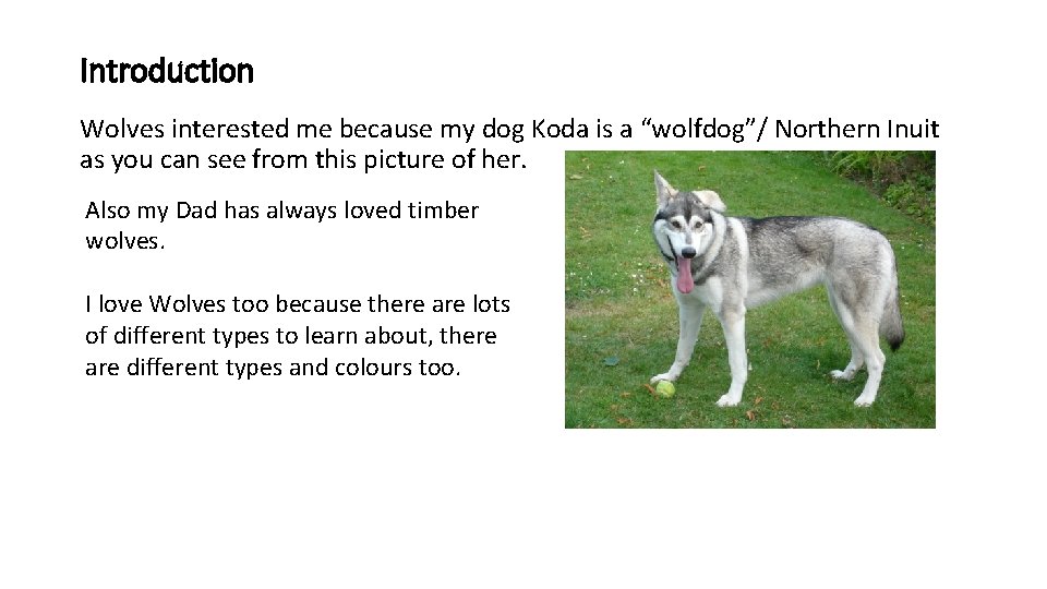 Introduction Wolves interested me because my dog Koda is a “wolfdog”/ Northern Inuit as