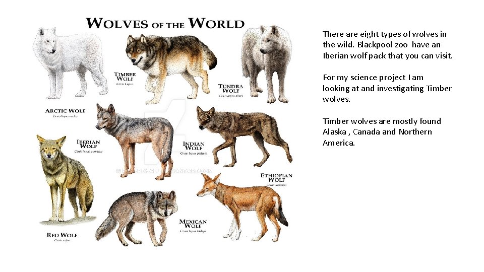 There are eight types of wolves in the wild. Blackpool zoo have an Iberian