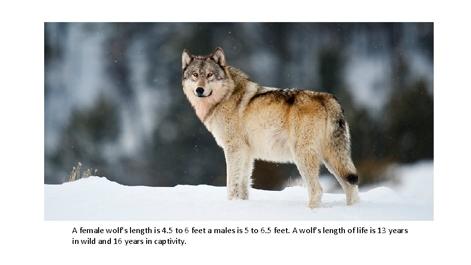 A female wolf’s length is 4. 5 to 6 feet a males is 5