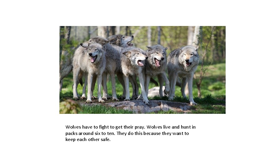 Wolves have to fight to get their pray. Wolves live and hunt in packs