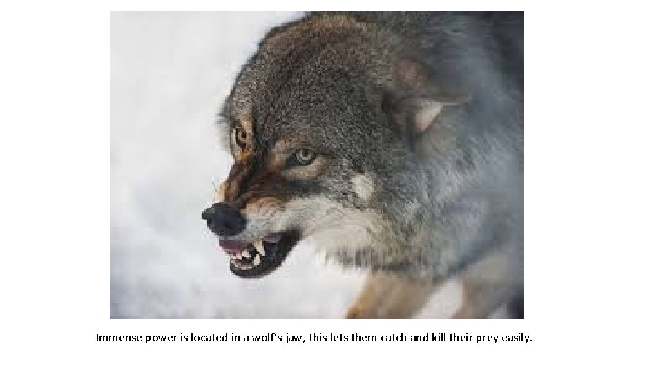 Immense power is located in a wolf’s jaw, this lets them catch and kill