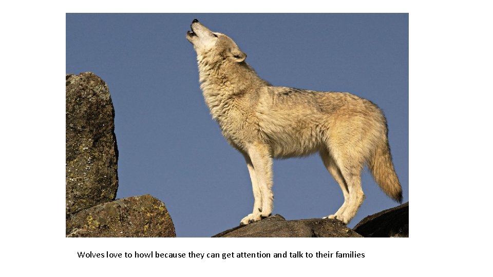 Wolves love to howl because they can get attention and talk to their families