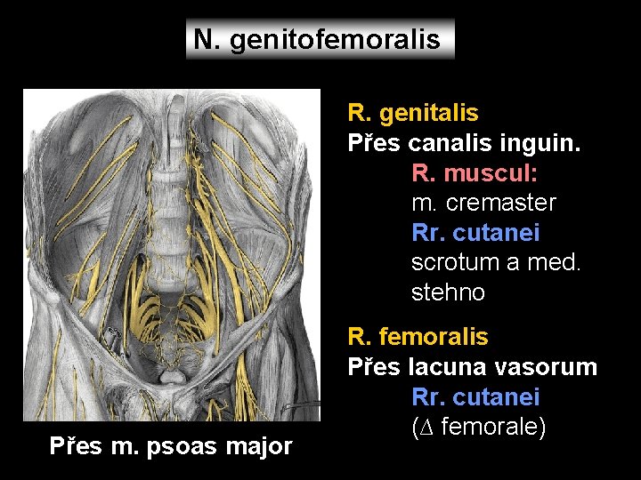 N. genitofemoralis R. genitalis Přes canalis inguin. R. muscul: m. cremaster Rr. cutanei scrotum