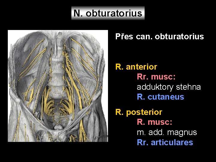 N. obturatorius Přes can. obturatorius R. anterior Rr. musc: adduktory stehna R. cutaneus R.