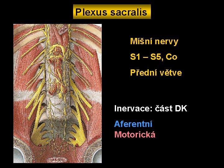 Plexus sacralis Míšní nervy S 1 – S 5, Co Přední větve Inervace: část
