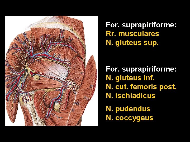 For. suprapiriforme: Rr. musculares N. gluteus sup. For. suprapiriforme: N. gluteus inf. N. cut.