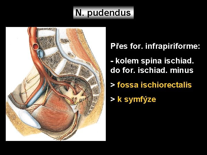 N. pudendus Přes for. infrapiriforme: - kolem spina ischiad. do for. ischiad. minus >