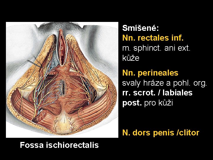 Smíšené: Nn. rectales inf. m. sphinct. ani ext. kůže Nn. perineales svaly hráze a