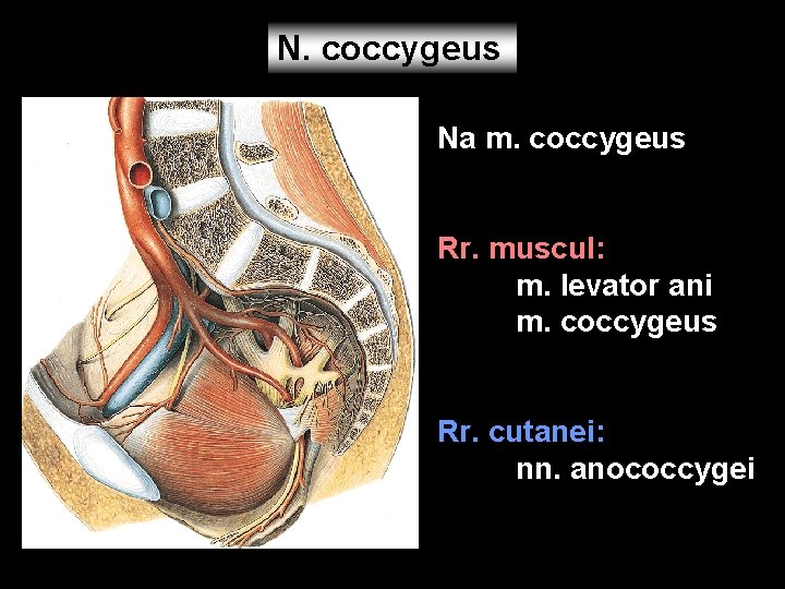 N. coccygeus Na m. coccygeus Rr. muscul: m. levator ani m. coccygeus Rr. cutanei: