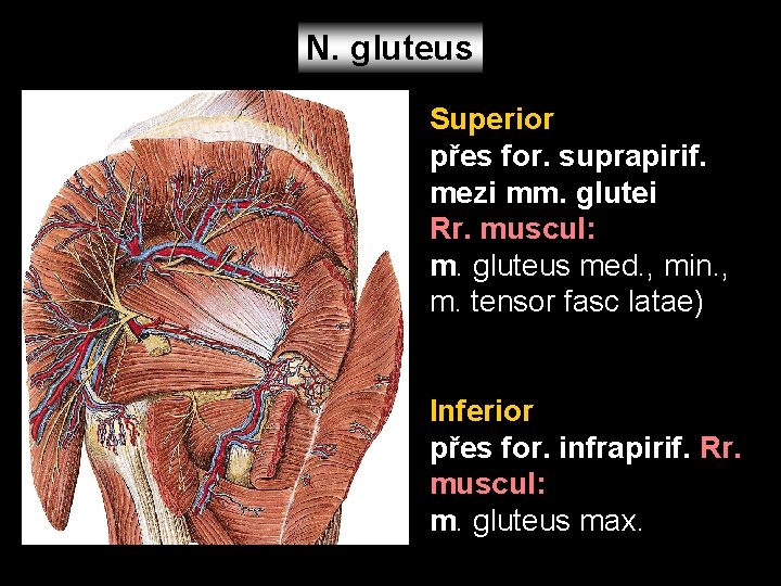 N. gluteus Superior přes for. suprapirif. mezi mm. glutei Rr. muscul: m. gluteus med.