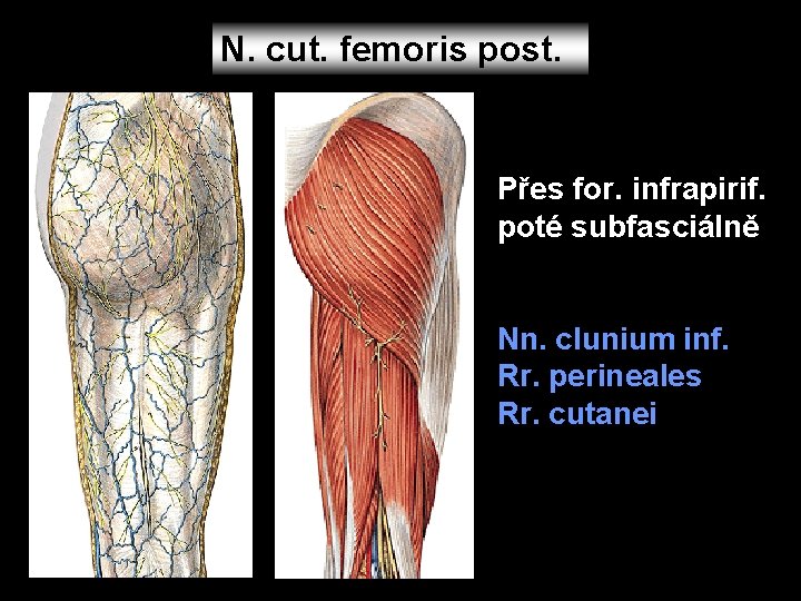 N. cut. femoris post. Přes for. infrapirif. poté subfasciálně Nn. clunium inf. Rr. perineales