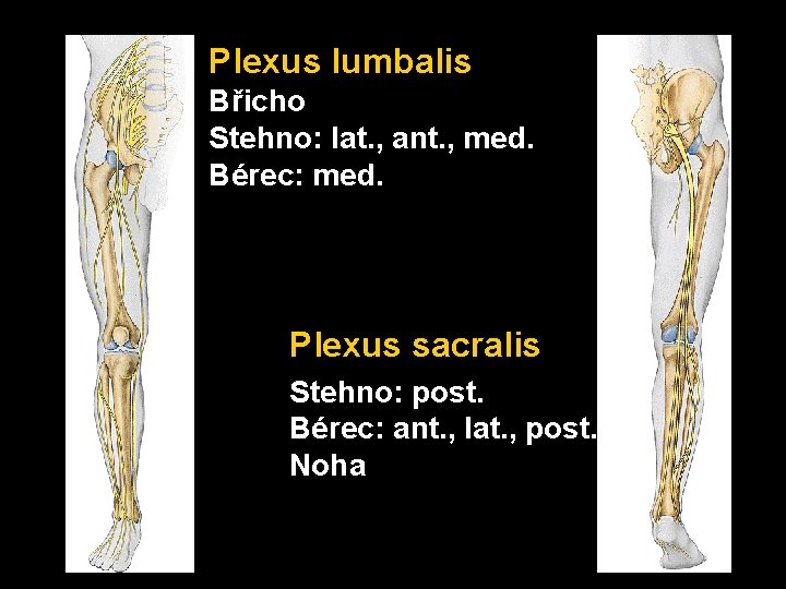 Plexus lumbalis Břicho Stehno: lat. , ant. , med. Bérec: med. Plexus sacralis Stehno: