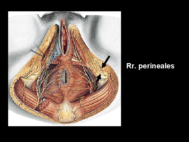 Rr. perineales 