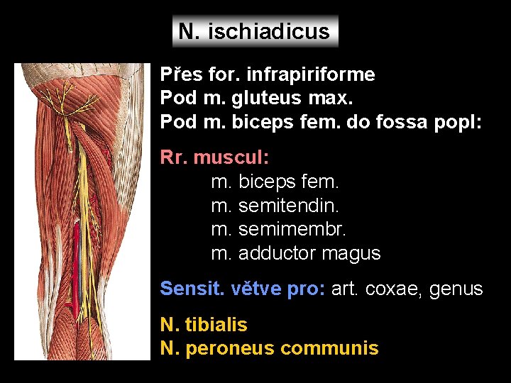 N. ischiadicus Přes for. infrapiriforme Pod m. gluteus max. Pod m. biceps fem. do
