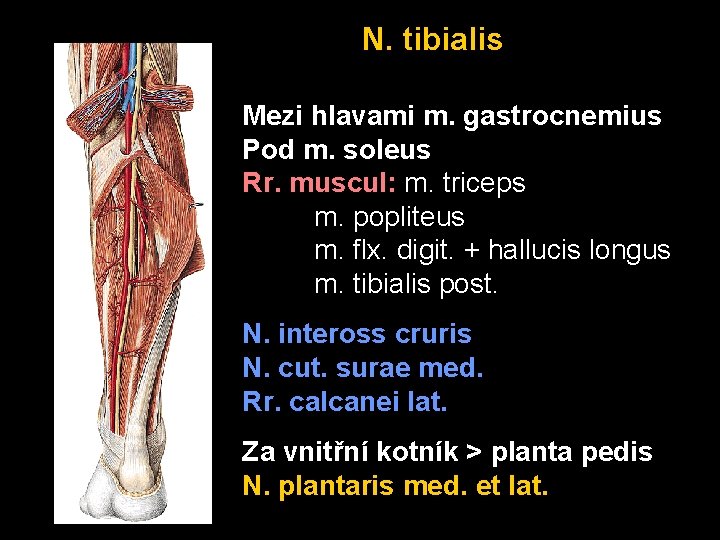 N. tibialis Mezi hlavami m. gastrocnemius Pod m. soleus Rr. muscul: m. triceps m.