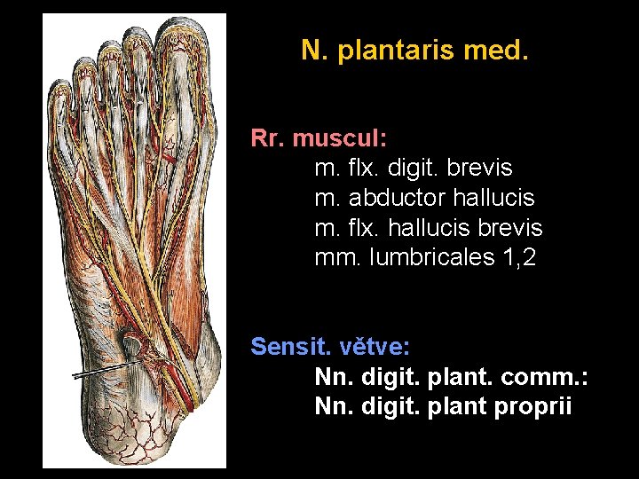 N. plantaris med. Rr. muscul: m. flx. digit. brevis m. abductor hallucis m. flx.