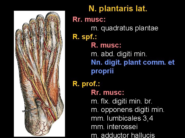 N. plantaris lat. Rr. musc: m. quadratus plantae R. spf. : R. musc: m.