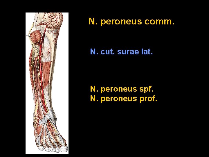 N. peroneus comm. N. cut. surae lat. N. peroneus spf. N. peroneus prof. 