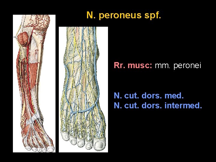 N. peroneus spf. Rr. musc: mm. peronei N. cut. dors. med. N. cut. dors.