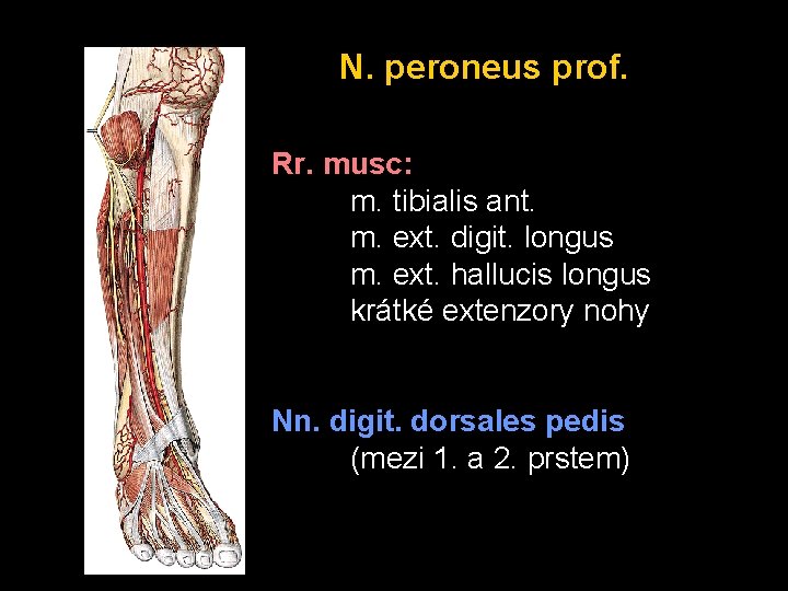 N. peroneus prof. Rr. musc: m. tibialis ant. m. ext. digit. longus m. ext.
