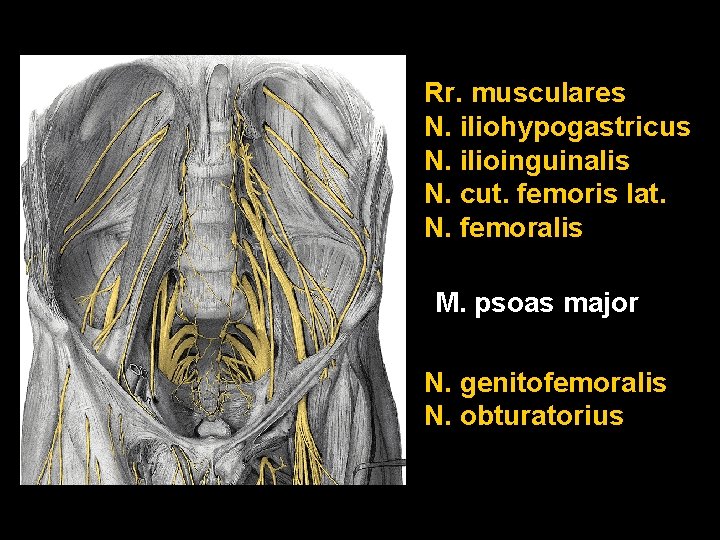 Rr. musculares N. iliohypogastricus N. ilioinguinalis N. cut. femoris lat. N. femoralis M. psoas