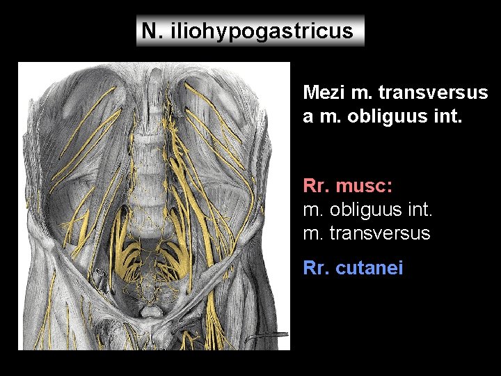 N. iliohypogastricus Mezi m. transversus a m. obliguus int. Rr. musc: m. obliguus int.