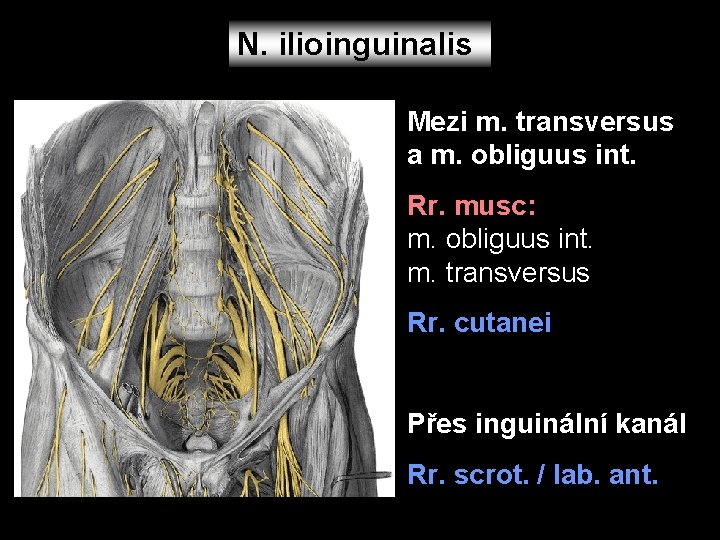 N. ilioinguinalis Mezi m. transversus a m. obliguus int. Rr. musc: m. obliguus int.