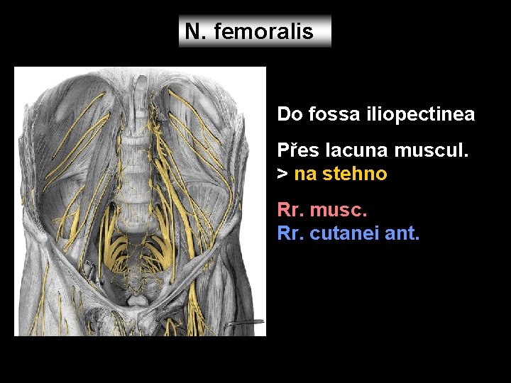 N. femoralis Do fossa iliopectinea Přes lacuna muscul. > na stehno Rr. musc. Rr.