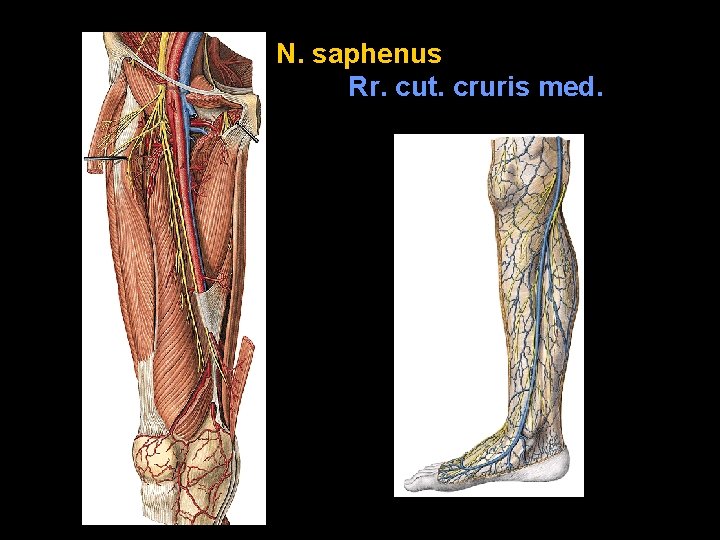 N. saphenus Rr. cut. cruris med. 