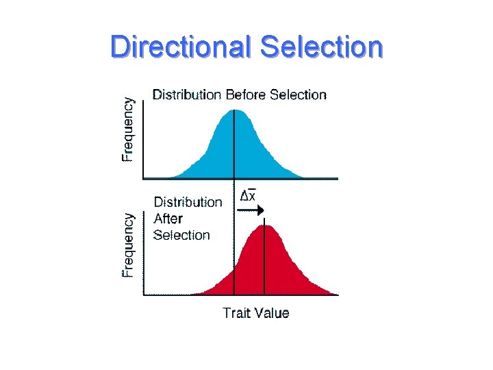 Directional Selection 