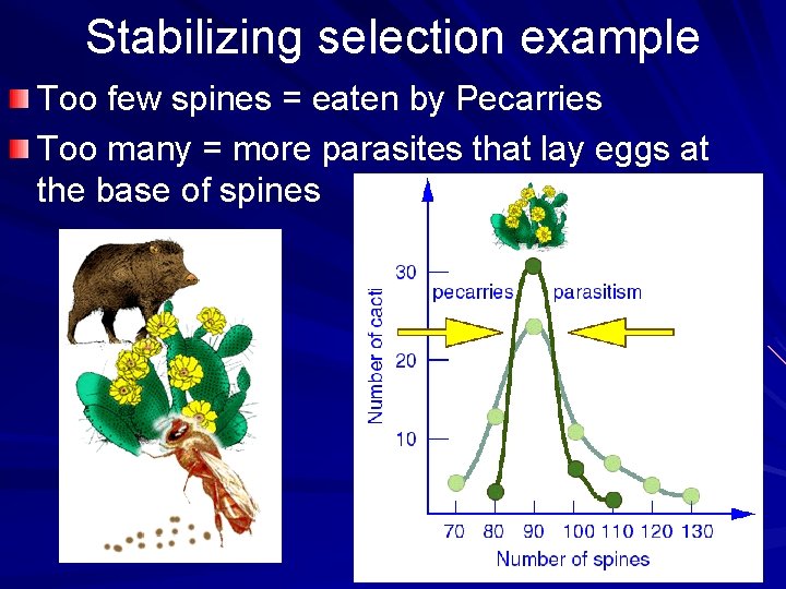 Stabilizing selection example Too few spines = eaten by Pecarries Too many = more