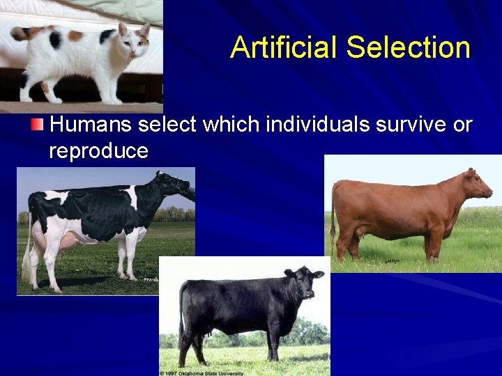 Artificial Selection Humans select which individuals survive or reproduce 