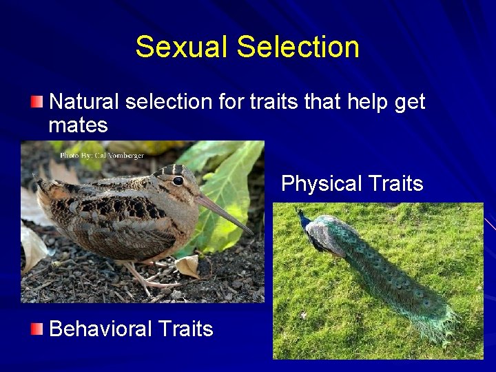 Sexual Selection Natural selection for traits that help get mates Physical Traits Behavioral Traits