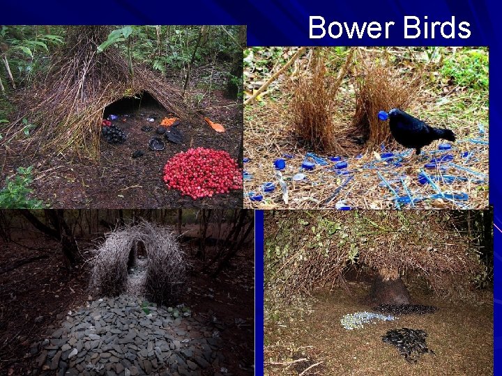 Bower Birds 