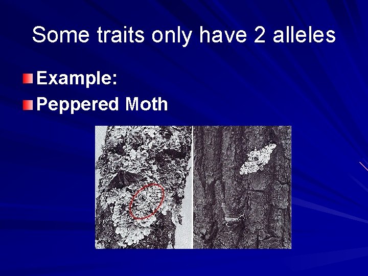 Some traits only have 2 alleles Example: Peppered Moth 