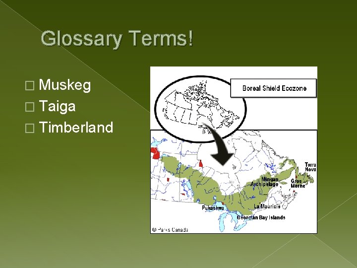 Glossary Terms! � Muskeg � Taiga � Timberland 