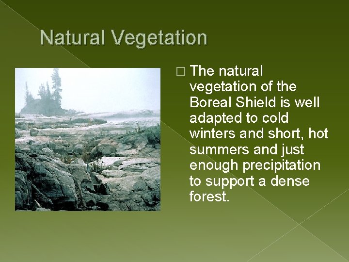 Natural Vegetation � The natural vegetation of the Boreal Shield is well adapted to