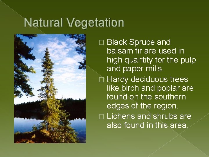 Natural Vegetation Black Spruce and balsam fir are used in high quantity for the