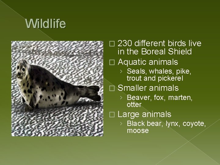 Wildlife 230 different birds live in the Boreal Shield � Aquatic animals � ›