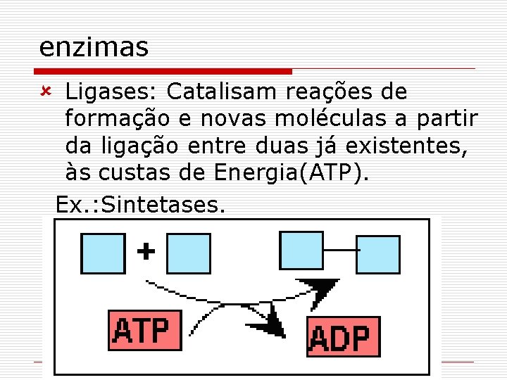 enzimas û Ligases: Catalisam reações de formação e novas moléculas a partir da ligação
